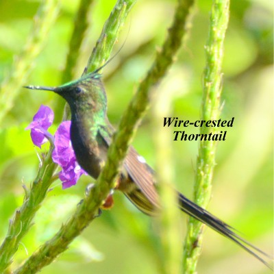 Wire-crested Thorntail